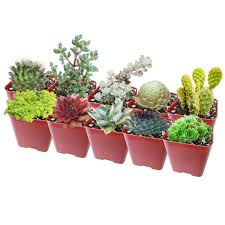 These cacti produce flowers that tend to open in the evening and at night, are less brightly colored than is typical of other cactus flowers, exude a musty smell, and produce a large amount of sugary. Winter Hardy Succulents Pack Types Of Cold Hardy Succulents Caring For Succulents In Winter Succulents Box