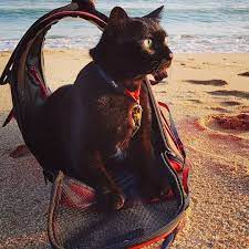 Cat Playing Beach Cat Playing Natural Cat Cats