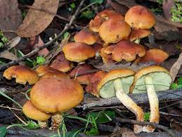Maybe you would like to learn more about one of these? Chiodini Funghi Fungo Chiodino