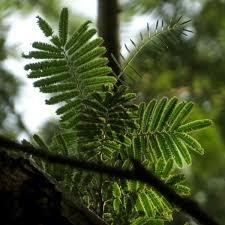 Image result for Acacia polyacantha