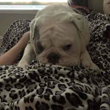 They are predisposed to various health conditions due to the structure of their bodies. Bulldog Vs Pug What S The Difference Dbldkr