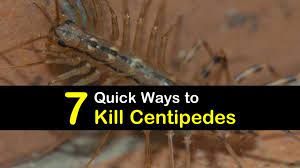 Giant desert centipede venom looks exactly like a snake bite. 7 Quick Ways To Kill Centipedes