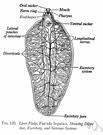 The most common types of liver flukes are clonorchis sinensis, opisthorchis viverrini and opisthorchis felineus. Liver Fluke Definition Of Liver Fluke By The Free Dictionary