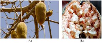 Image result for Adansonia digitata