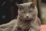 Different Grey Cat Breeds, Grey Cats bring good luck to ...