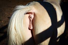 Pferde muschi ❤️ Best adult photos at hentainudes.com