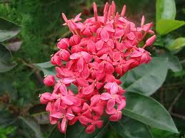 Check spelling or type a new query. Cantik 10 Jenis Tanaman Pagar Hias Untuk Rumah Hunian