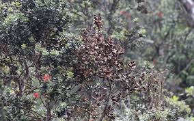 Our large inventory of seasoned ohia posts and poles are peeled, sorted and ready for delivery. Rapid Ohi A Death Home