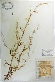 Image result for Schizachyrium brevifolium