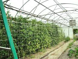 At first, keep the plants upright with bamboo stakes. The Usefulness Of Tomato Trellis Your Vertical Garden