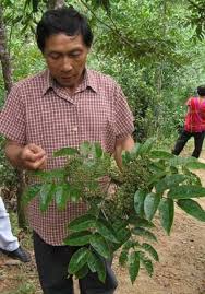 Image result for Zanthoxylum chalybeum