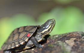 Những loài rùa Việt Nam nguy cơ tuyệt chủng cao - Báo VnExpress