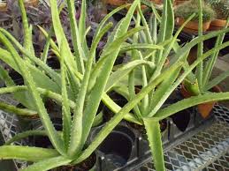 Image result for Aloe christianii