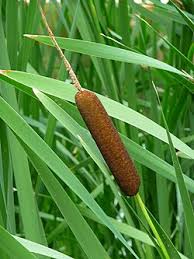 Image result for Typha