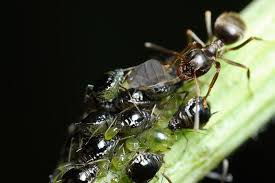 Résultat de recherche d'images pour "ants and mealybugs"