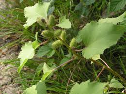 Image result for Xanthium