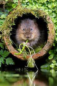 Stunning Wildlife Photography By Mark Bridger The Weather Channel Articles From The Weather Channel Weather Com Nature Animals Animals Wild Cute Animals