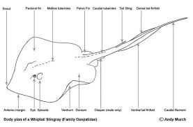 High school, college/university, master's or phd, and we will assign you a writer who can satisfactorily meet your professor's expectations. Ray Fish Diagram Label Household Hardware Wiring Diagram