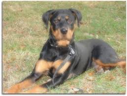 Rottweiler Puppies Are The Cutest Things On The Planet