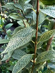 Image result for Cissus cornifolia