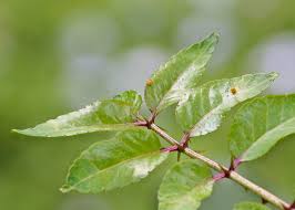 Image result for Zanthoxylum lindense