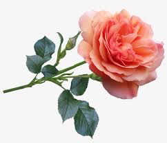 Find the perfect rose picture from over 40,000 of the best rose images. Rose Flower Garden Bloom Perfume Nature Good Morning Pink Rose Image Download Png Image Transparent Png Free Download On Seekpng