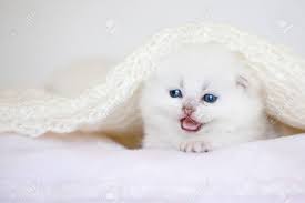 The first pic i included shows her tail, may be a bit hard to notice at first. Small Kitten On Pillow Little White Cat With Blue Eyes Stock Photo Picture And Royalty Free Image Image 109558820