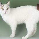 130+ Korean Cat Names - Dog Breeds, Cat Breeds & All Pets