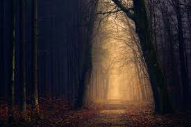 1000 Beautiful Dark Forest Photos Pexels Free Stock Photos Enchanted dark forest and lights photographic print by egal. beautiful dark forest photos pexels