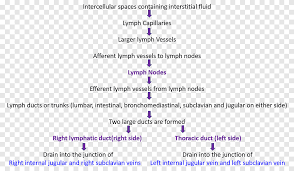 Simply choose the topic you need to revise. Lymphatic System Anatomy Thoracic Duct Lymphatic Vessel Purple Blue Png Pngegg