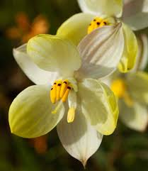 Image result for Tecophilaeaceae