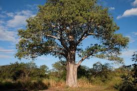Image result for Adansonia digitata