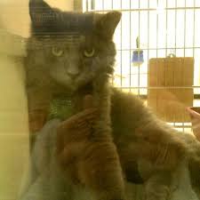 Of experience meeting you every need. Petsmart Pet Store In Philadelphia