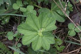 Image result for Alchemilla kiwuensis