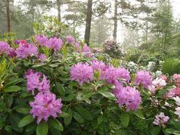 Rhododendron Catawbiense Boursault Terre De Bruyere Azalee Rhododendron