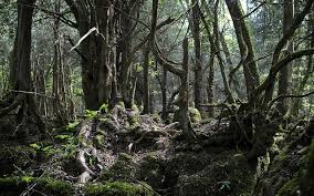 Maybe you would like to learn more about one of these? Puzzlewood Tolkien S Inspiration For Middle Earth Kuriositas