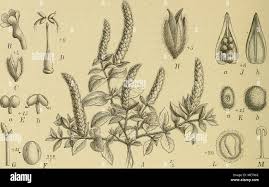 Image result for Nelsonia