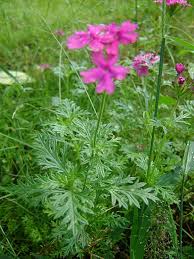 Image result for Verbena aristigera