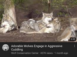 For the love of wolves! If We Were Wolves Memes If We Were Wolves Meme Templates If We Were Wolves Reaction Memes Memeadda