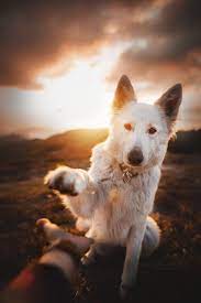 Pin On Cuteness Overload Puppies Are Love
