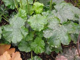 Image result for Heuchera cylindrica Greenfinch