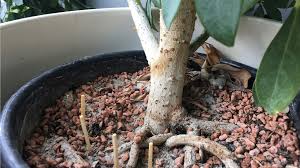 Wenn sich im blumentopf kleine fliegen tummeln, sollten sie schnell handeln. Kleine Fliegen In Blumenerde Trauermucken Loswerden Das Konnen Sie Tun Bayern 1 Radio Br De