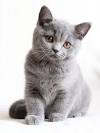 Cream British Shorthair Cat