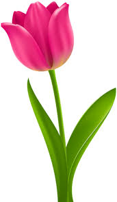 Pink Tulip Transparent Clip Art Tulips Art Flower Art Tulip Painting