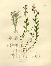 Image result for Sauvagesia