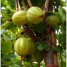 Während sich die ernte im letzten jahr noch in grenzen hielt. Stachelbeere Hinnonmaki Gelb Ribes Uva Crispa Hinnonmaki Gelb Erntezeit Juli Bauhaus