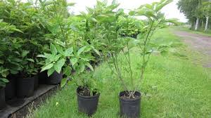 Image result for Cussonia sessilis