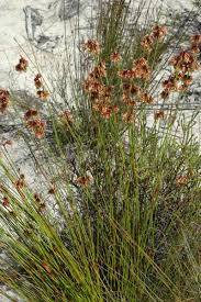 Image result for Restionaceae