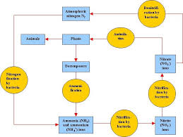 Describe Through A Flow Diagram The Steps And Process