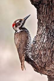 Birds Of Southern Arizona Arizona Woodpecker Woodpecker Bird Arizona
